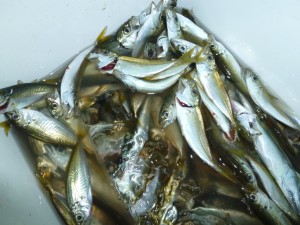 2015-06-09-zxc04P1020646