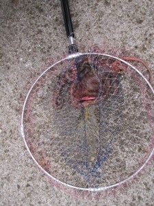 2015-06-13-yama01005