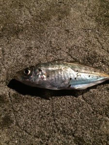 20150817かろじろ (7)