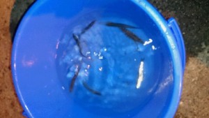 2015-08-10-kjgd02DSC_0374