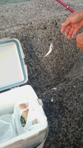 2015-08-24-tk02DSC_0411