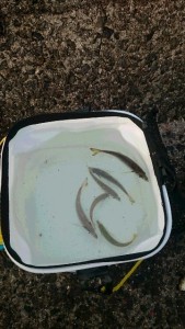 2015-08-24-tkDSC_0412