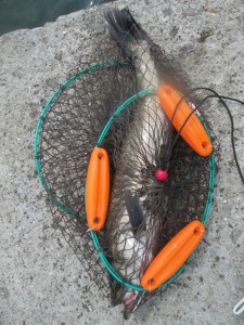 2015-8-16YDFGHJK 002FSDAYTR