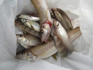 2015-8-16YDFGHJK 004XZFBXC