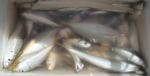 2015-8-27yjdijh 001gjfdfh