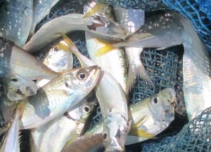 2015-8-27yjdijh 004vbcx