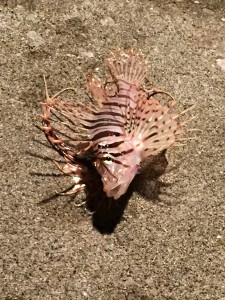 20150817かろじろ (4)