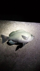 IMG_20150823_213709kuro