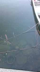 2015-09-07-_storage_emulated_0_SilentCameraSoft_1441574709523