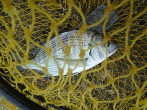 2015-09-15-ten04P1030620