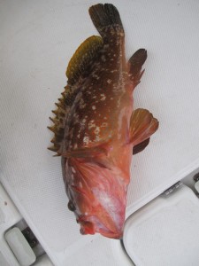 2015-9-16hvgdb 042rhfjj