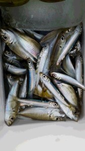 20150919_072739hfjgm