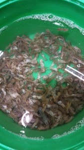 IMG_20150913_111636maltutima