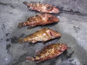 2015-10-05-taka01001