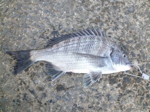 2015-10-13-dfgh02P1030996