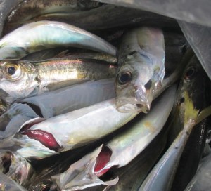 2015-10-2lkjuhgfjhdx 007zdgjfdxjz