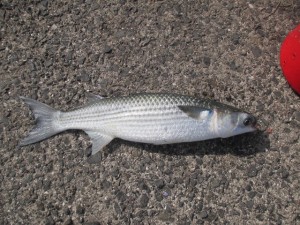 2015-10-2lkjuhgfjhdx 010hmfg