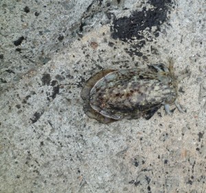 2015-11-01-yama02P1040280