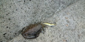 2015-11-01-yasma01P1040279