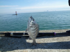 2015-11-07-laksjfg04P1040344