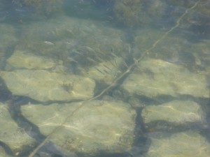 2015-11-07-lkjhgf01P1040358