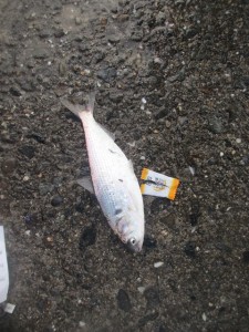 2015-12-11lkjlkgfdkjlk 038cnbfxh