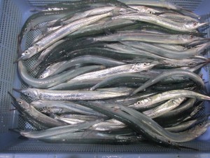 2015-12-17jhgfs 009bbbbbbbbbbbbbbbb