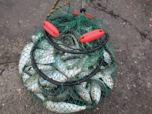 2015-12-3kjhcx 008ffffffffsssssssssssss