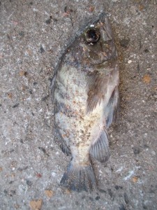 2015-12-8kjiuyg 005sssssssssssssssssssssssss