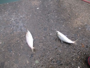 2016-1-14jhf 003ggggggggggggggggggg