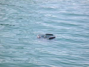 2016-1-16opjiuffe 016qergfehyet