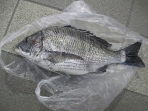 2016-03-02-bvc012035