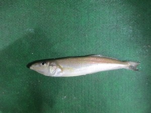 2016-03-15-ll012018323