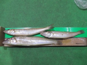 2016-3-17uyr 008rthd