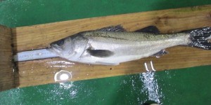 2016-3-17uyr 009fgdqaaaaaaaaaaaaaaaaaaaaaaaaaaa