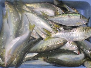 2016-3-19knhgf 001fdythft