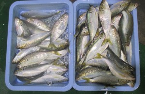 2016-3-19knhgf 002gbnf