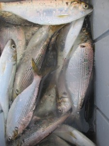 2016-3-1jgh 016fsghre