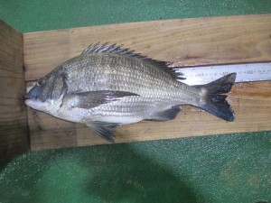 2016-3-20jkjhgggf 003dcsc