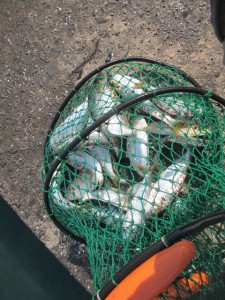 2016-3-3kjhfs 007zvcx c