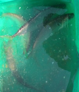 2016-3-3kjhfs 009fdg