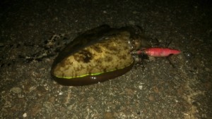 IMG_20151008_200355_889