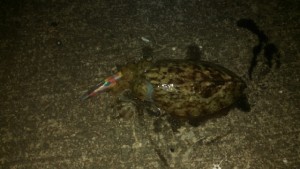 IMG_20160207_185427_422