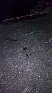 _storage_emulated_0_SilentCameraSoft_1456771073018