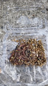 _storage_emulated_0_SilentCameraSoft_1458089845082