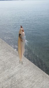 _storage_emulated_0_SilentCameraSoft_1458092688828