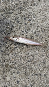 _storage_emulated_0_SilentCameraSoft_1458092716912