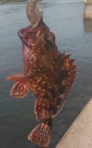 IMG_20160408_084717_146fgjhgf