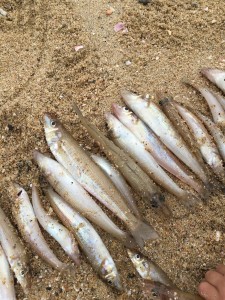 ２０１６０４０４二間戸 (21)