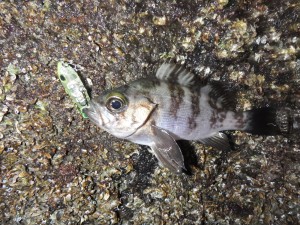 _20181215_001221-1600x1200